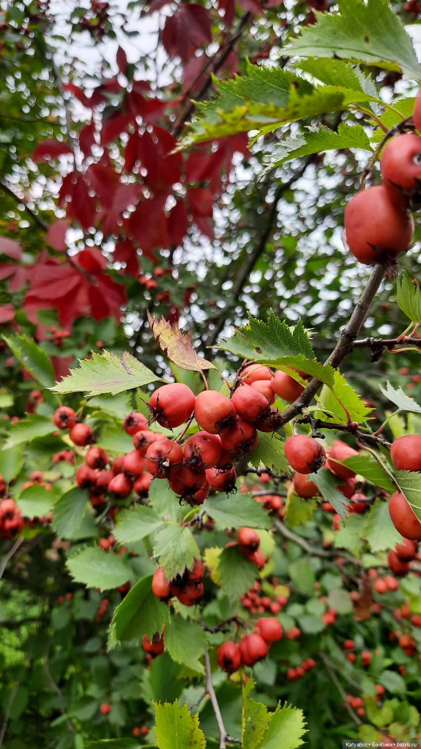 Еще вчера — Куклы Paola Reina (Паола Рейна): новинки (фото 6)