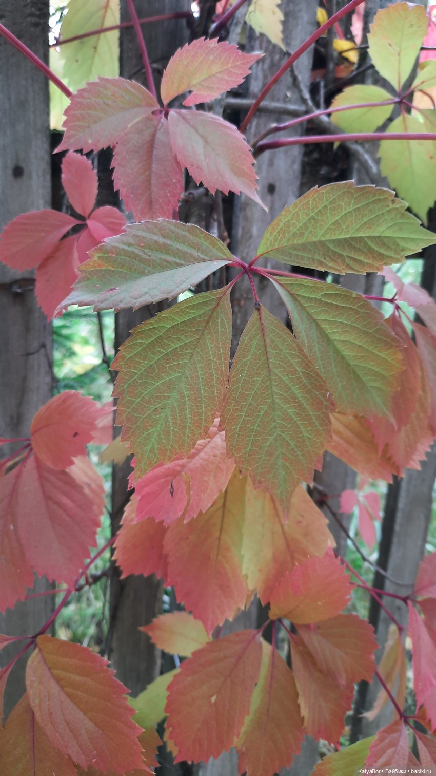 Еще вчера — Куклы Paola Reina (Паола Рейна): новинки
