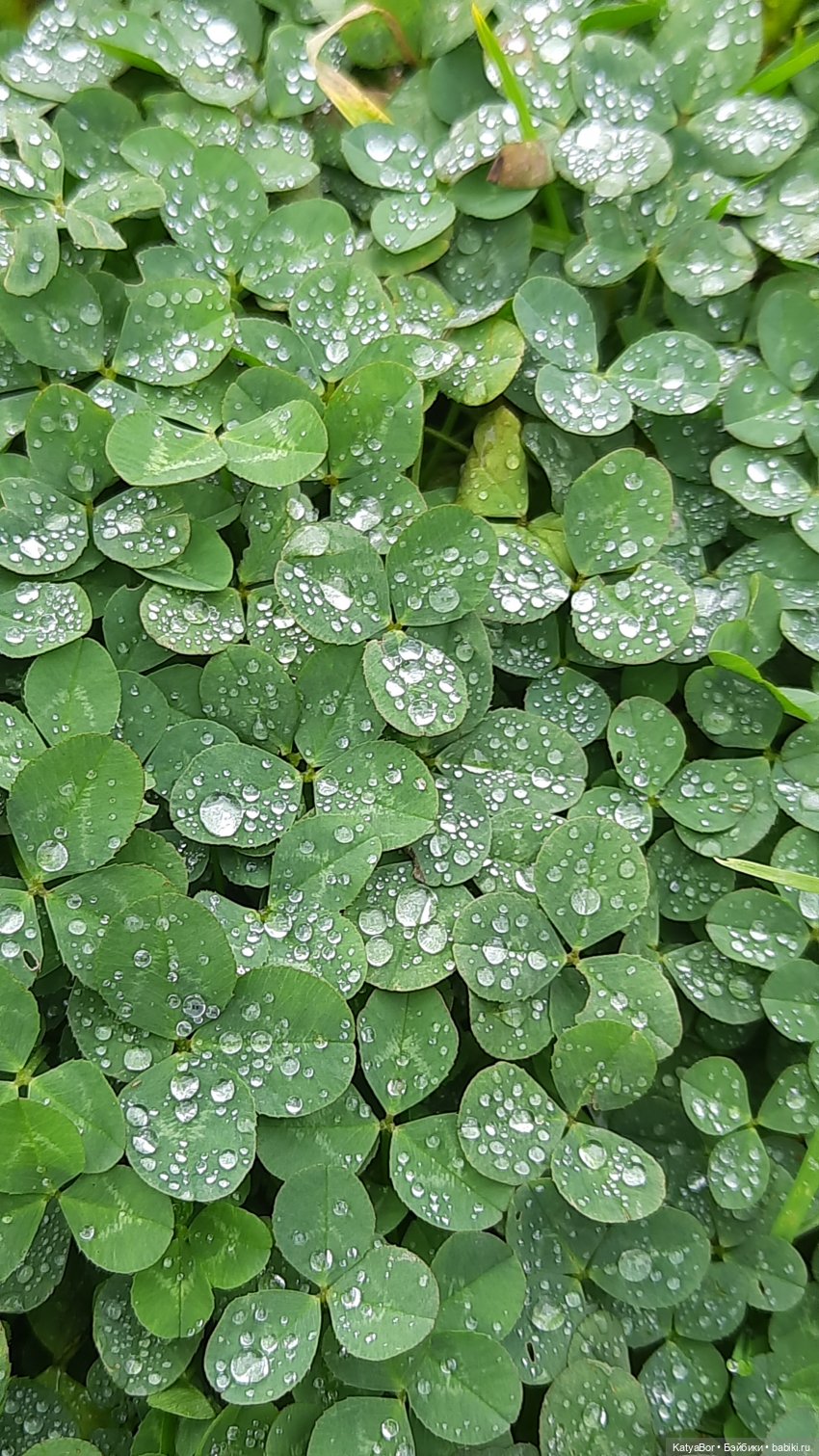 Еще вчера — Куклы Paola Reina (Паола Рейна): новинки