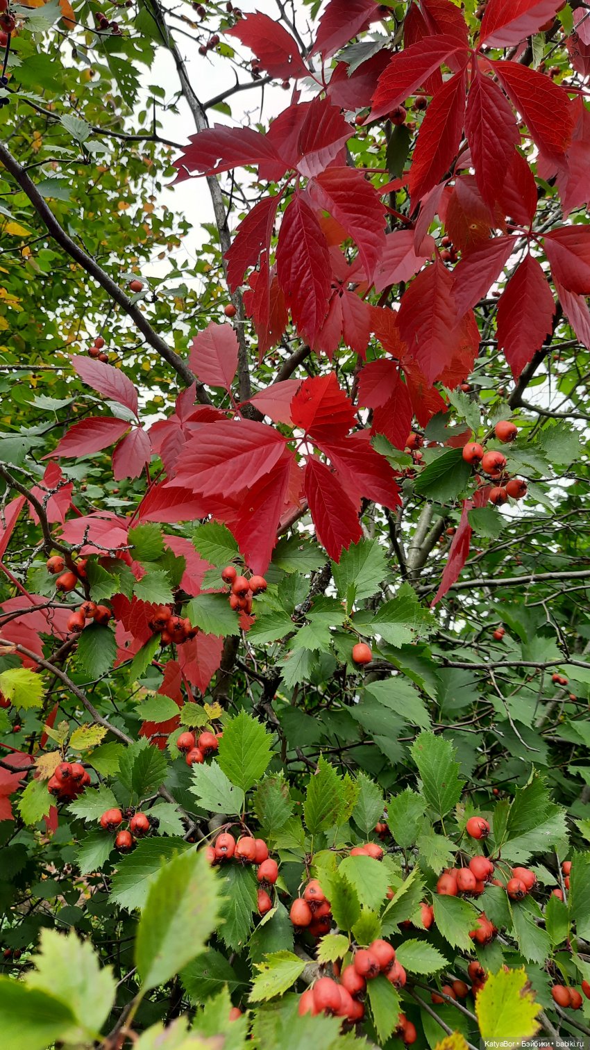 Еще вчера — Куклы Paola Reina (Паола Рейна): новинки (фото 5)