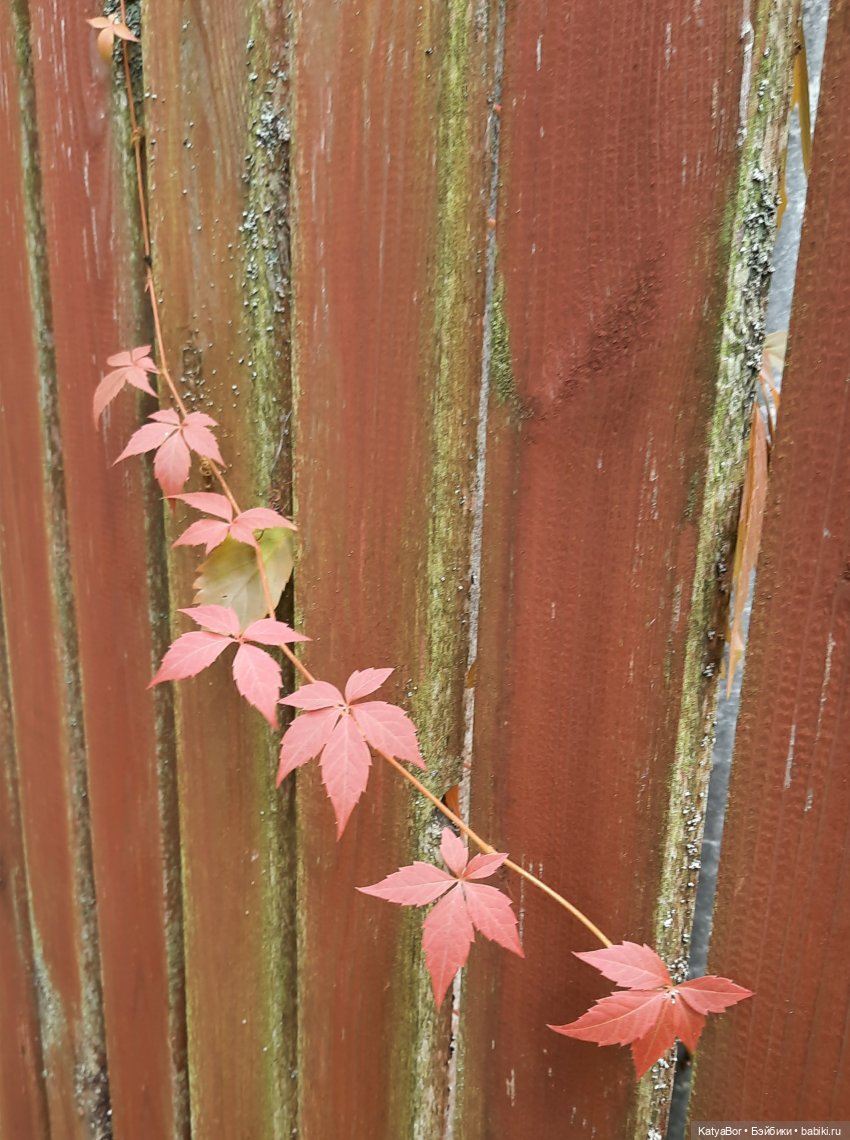 Еще вчера — Куклы Paola Reina (Паола Рейна): новинки