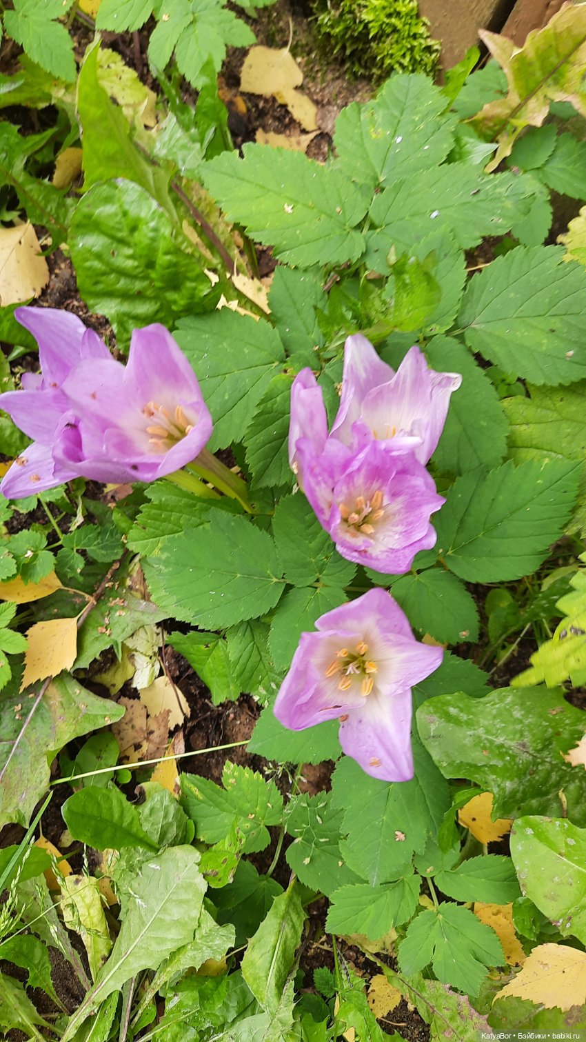 Еще вчера — Куклы Paola Reina (Паола Рейна): новинки