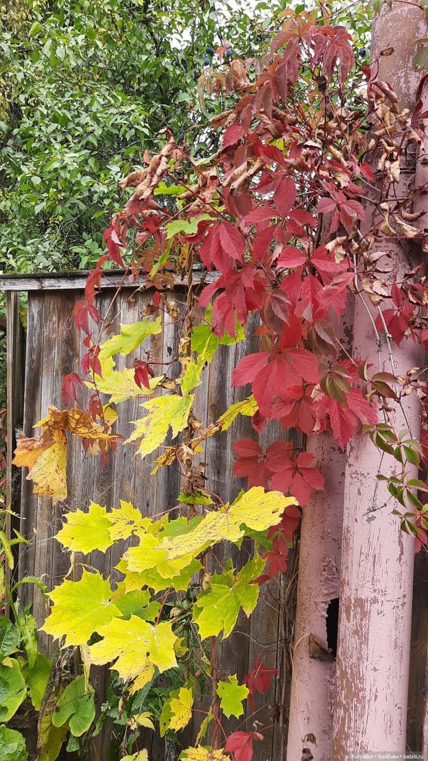 Еще вчера — Куклы Paola Reina (Паола Рейна): новинки