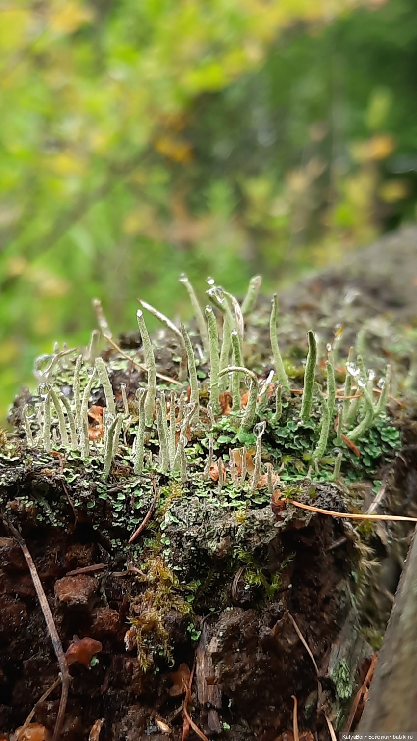 Еще вчера — Куклы Paola Reina (Паола Рейна): новинки