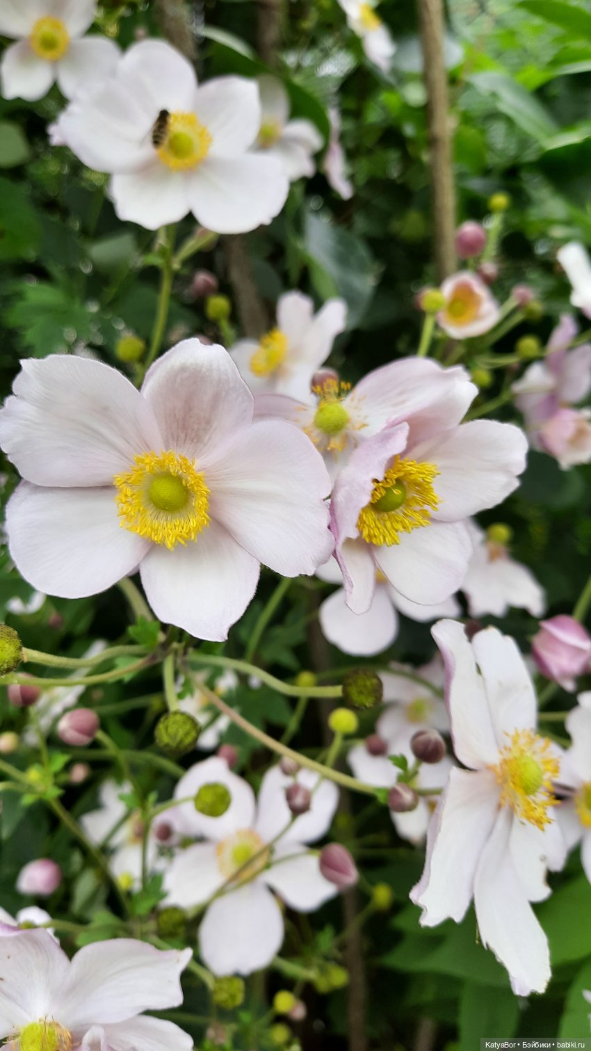 Еще вчера — Куклы Paola Reina (Паола Рейна): новинки (фото 4)