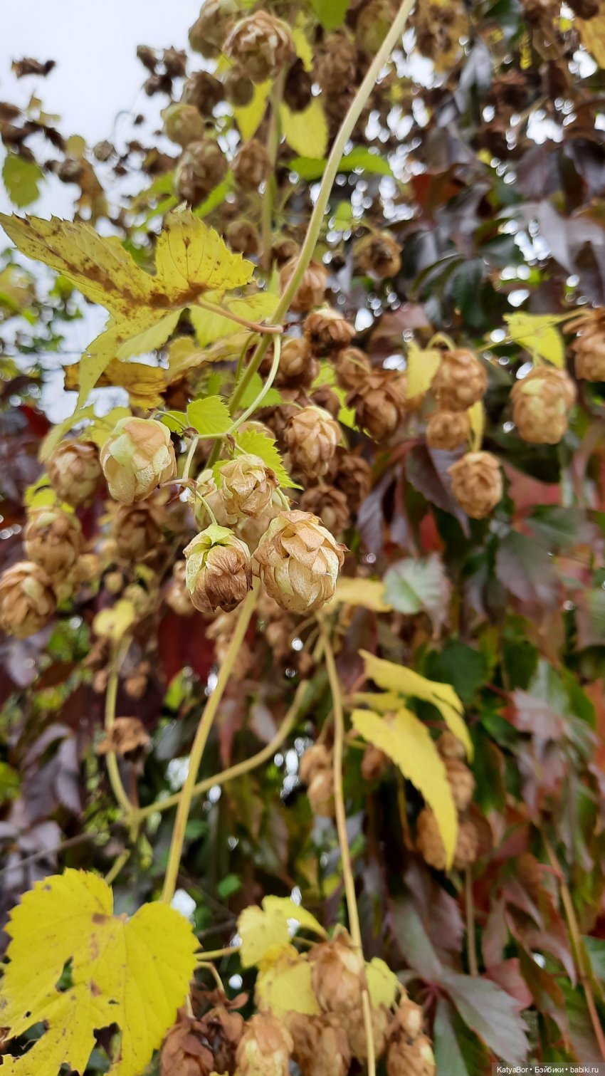 Еще вчера — Куклы Paola Reina (Паола Рейна): новинки (фото 2)