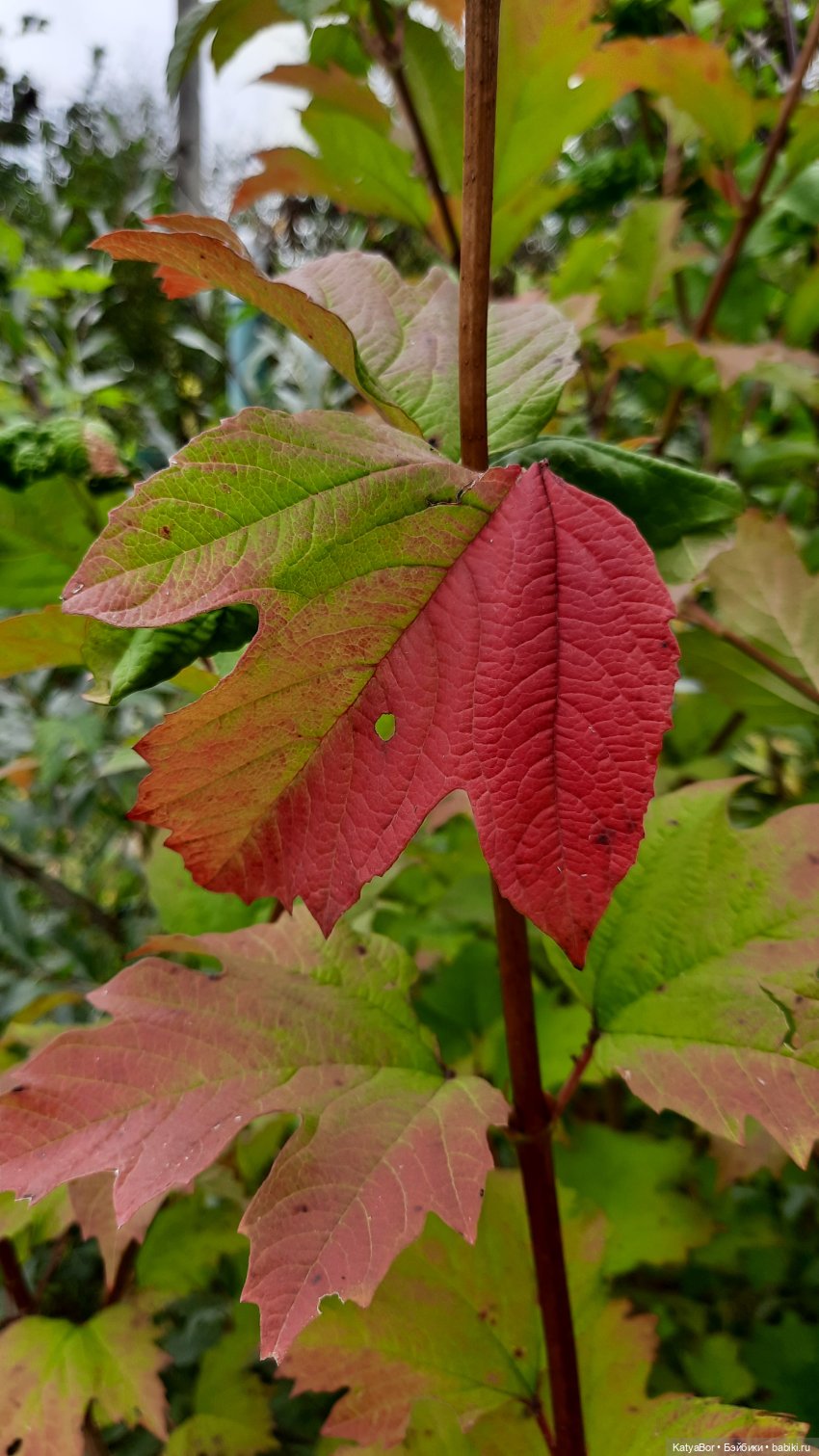 Еще вчера — Куклы Paola Reina (Паола Рейна): новинки (фото 3)