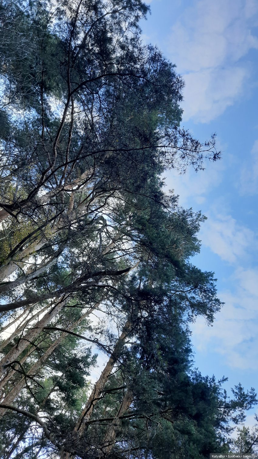 И снова на прогулку...по Битцевскому лесопарку...с Гровером😯