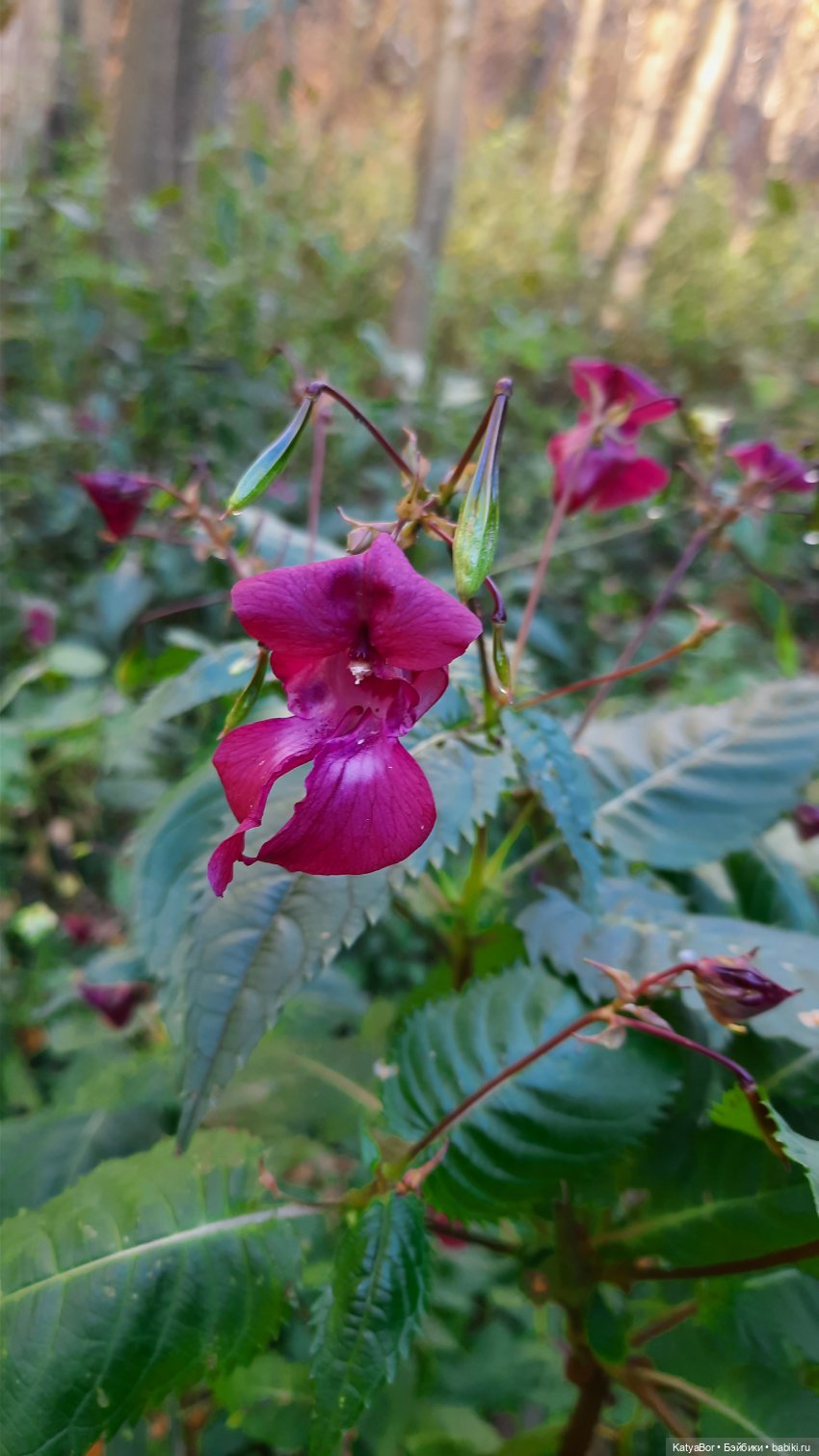 И снова на прогулку...по Битцевскому лесопарку...с Гровером😯 (фото 6)
