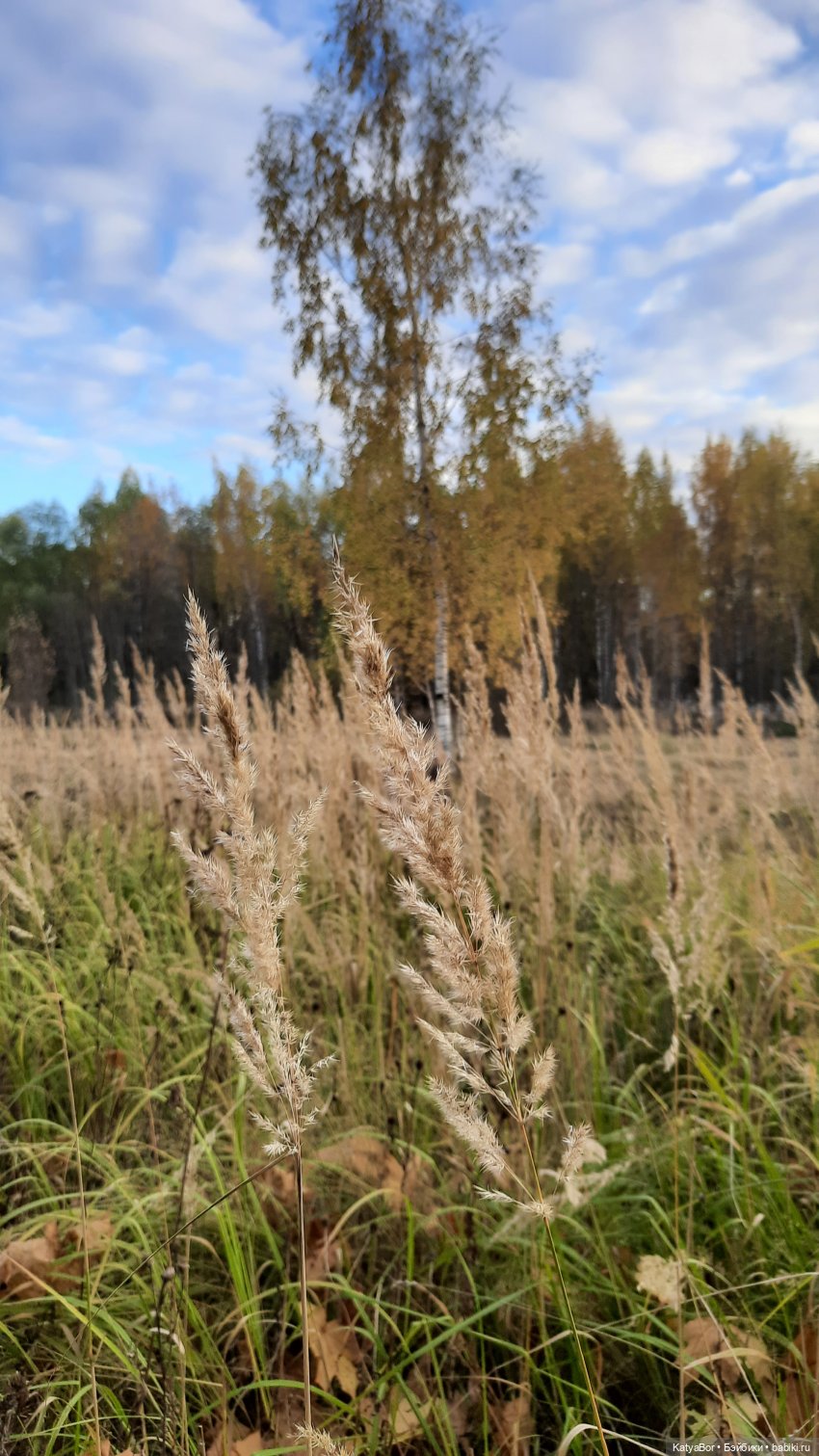 И снова на прогулку...по Битцевскому лесопарку...с Гровером😯