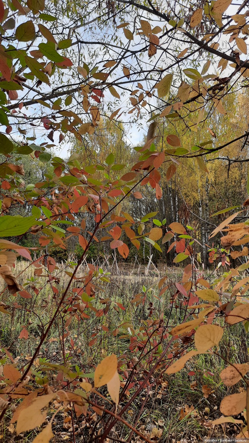 И снова на прогулку...по Битцевскому лесопарку...с Гровером😯