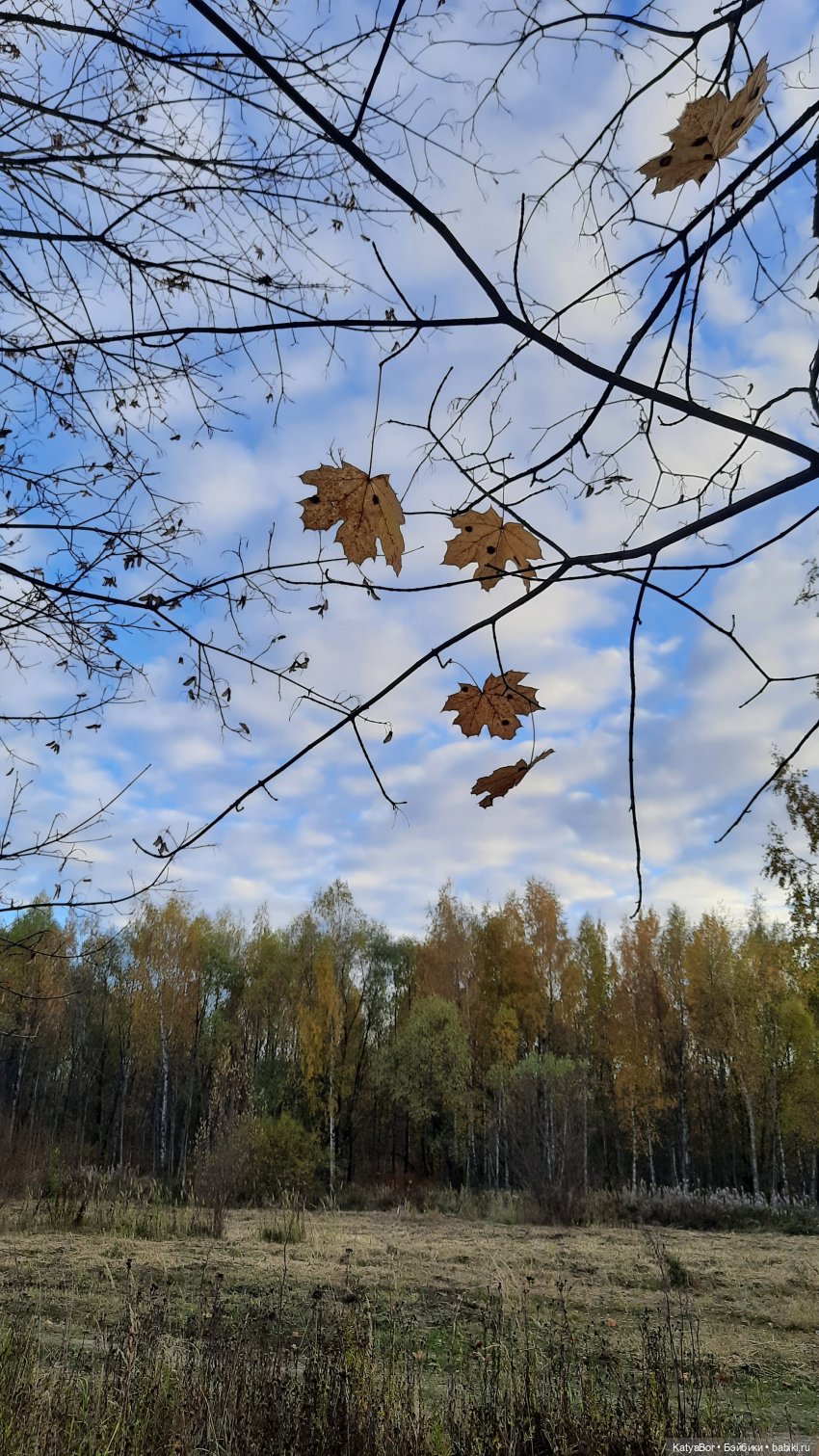 И снова на прогулку...по Битцевскому лесопарку...с Гровером😯