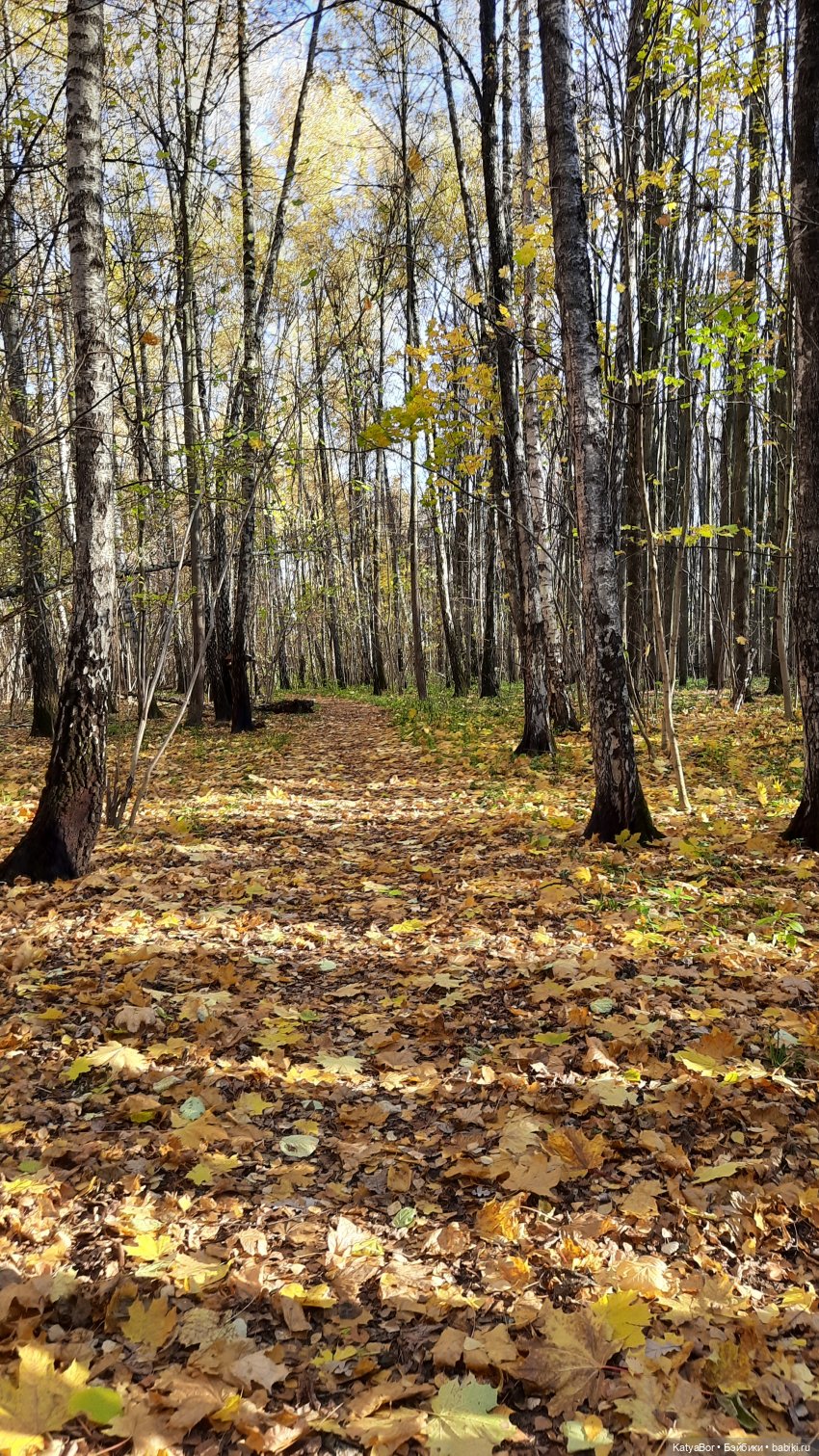 Новые приключения в Битце