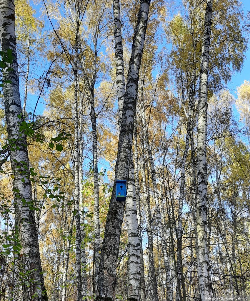 Новые приключения в Битце