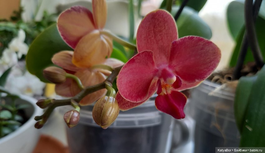 Садовницы — Куклы Paola Reina (Паола Рейна): новинки (фото 5)