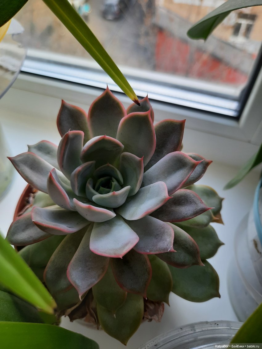 Садовницы — Куклы Paola Reina (Паола Рейна): новинки (фото 6)