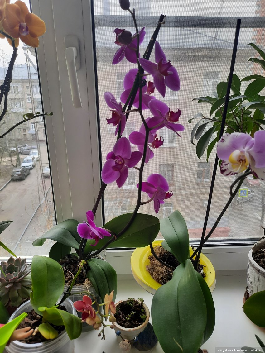 Садовницы — Куклы Paola Reina (Паола Рейна): новинки (фото 8)