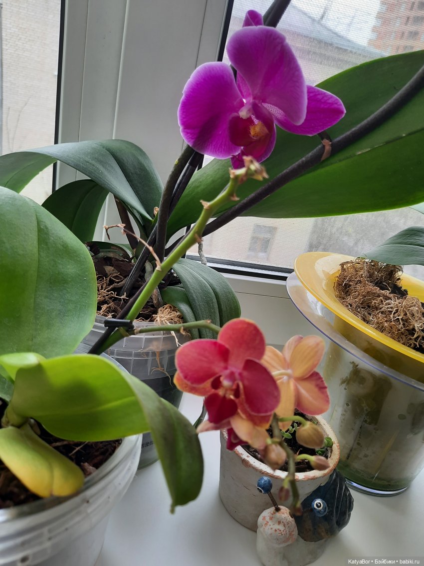 Садовницы — Куклы Paola Reina (Паола Рейна): новинки