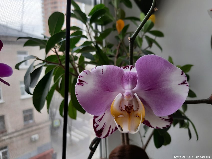 Садовницы — Куклы Paola Reina (Паола Рейна): новинки