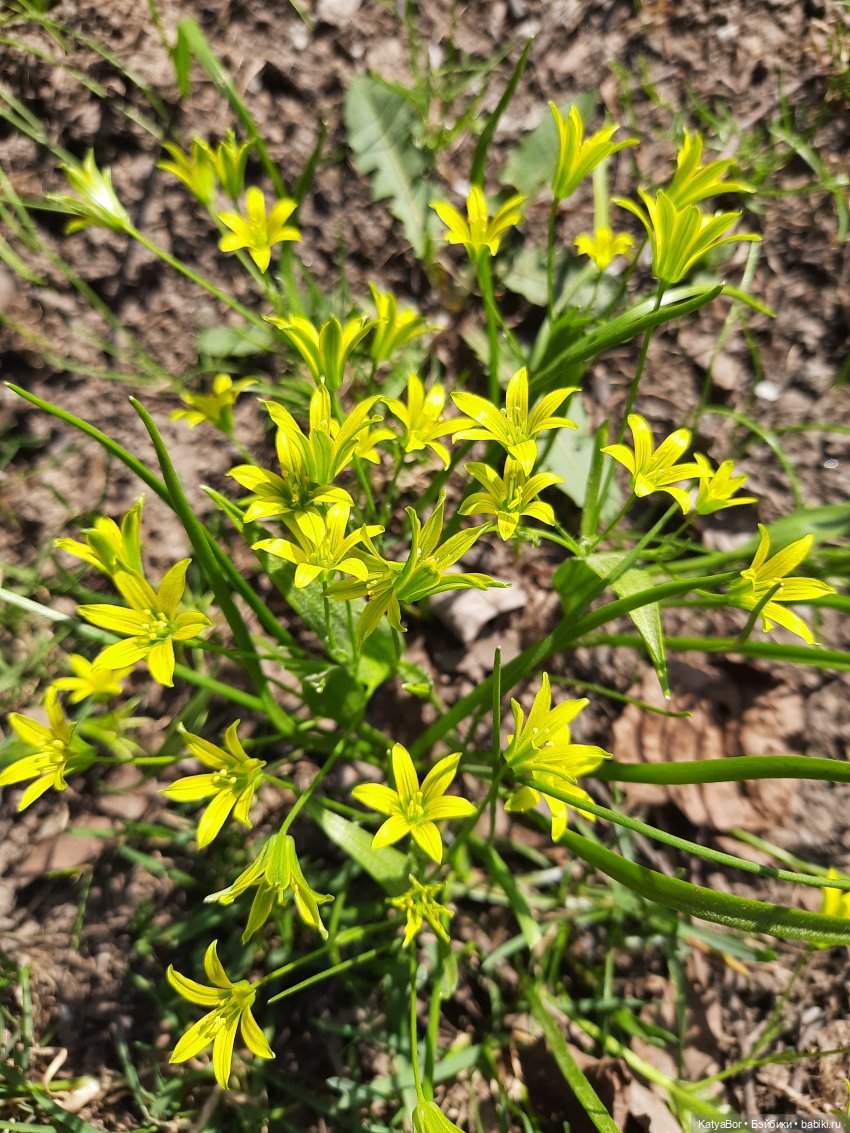 Про весну, Басика, ежика — Куклы Копытки (Schalkau) ГДР: винтаж (фото 4)