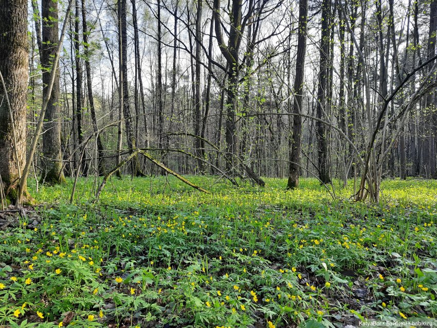 Про весну, Басика, ежика — Куклы Копытки (Schalkau) ГДР: винтаж (фото 8)