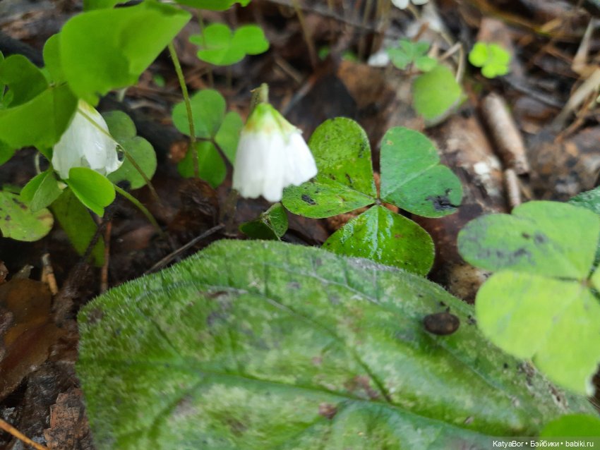 Про весну, Басика, ежика — Куклы Копытки (Schalkau) ГДР: винтаж (фото 2)