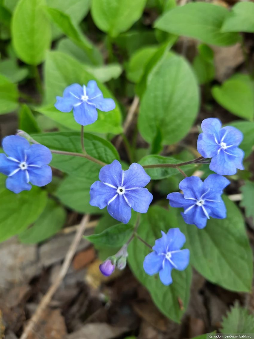 Про весну, Басика, ежика — Куклы Копытки (Schalkau) ГДР: винтаж