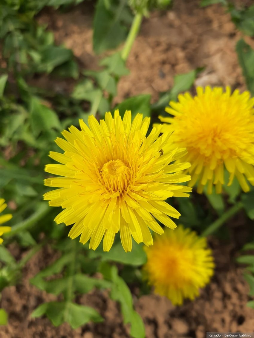 Про весну, Басика, ежика — Куклы Копытки (Schalkau) ГДР: винтаж