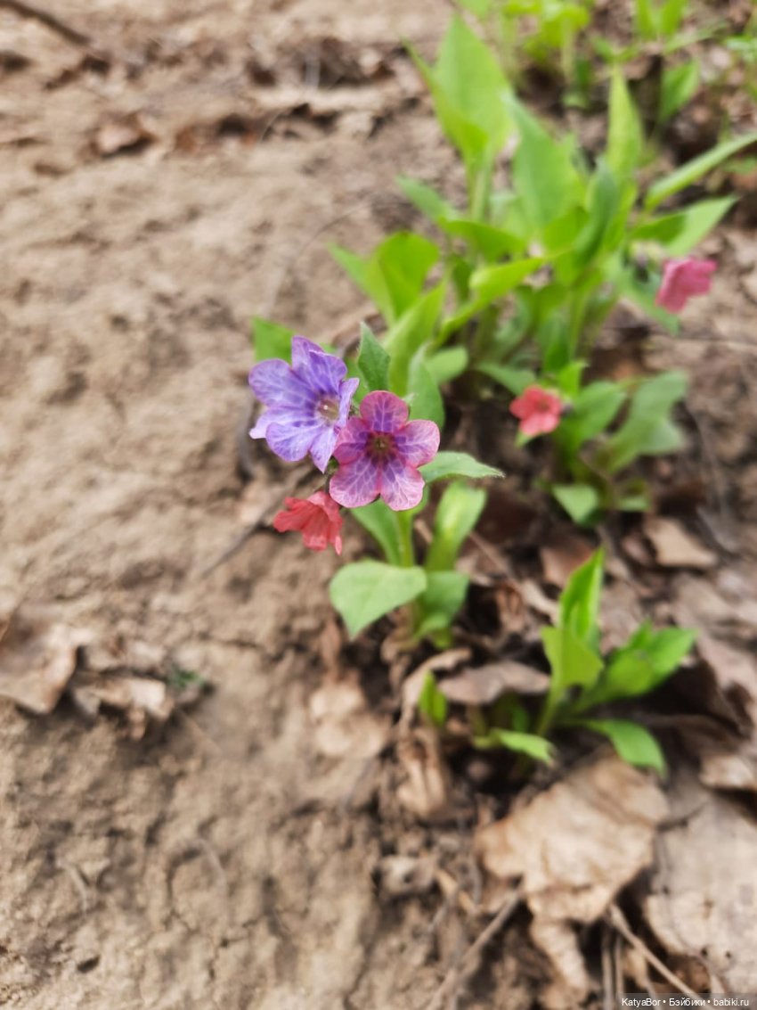 Про весну, Басика, ежика — Куклы Копытки (Schalkau) ГДР: винтаж