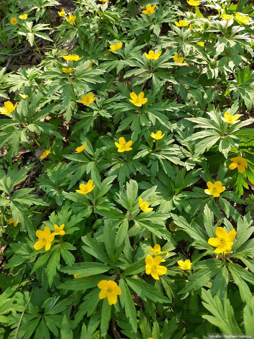 Про весну, Басика, ежика — Куклы Копытки (Schalkau) ГДР: винтаж