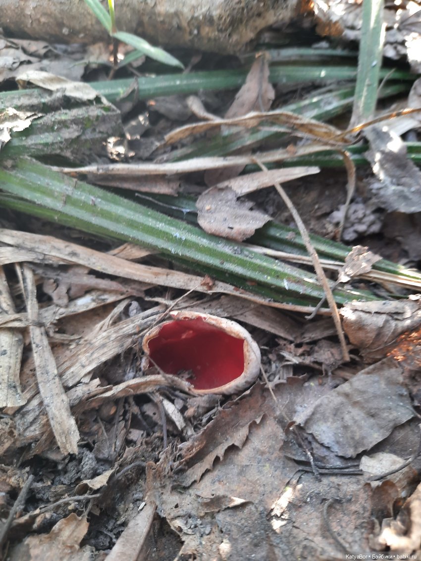 Про весну, Басика, ежика — Куклы Копытки (Schalkau) ГДР: винтаж