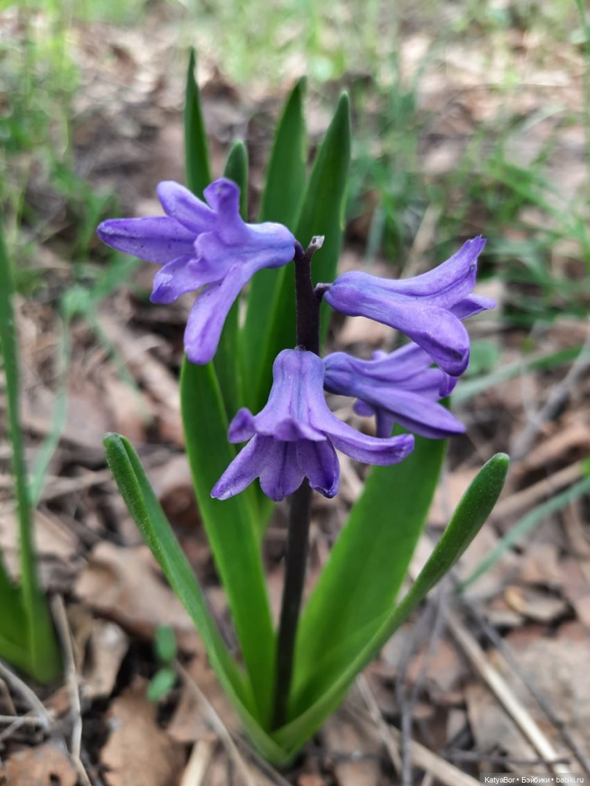 Про весну, Басика, ежика — Куклы Копытки (Schalkau) ГДР: винтаж