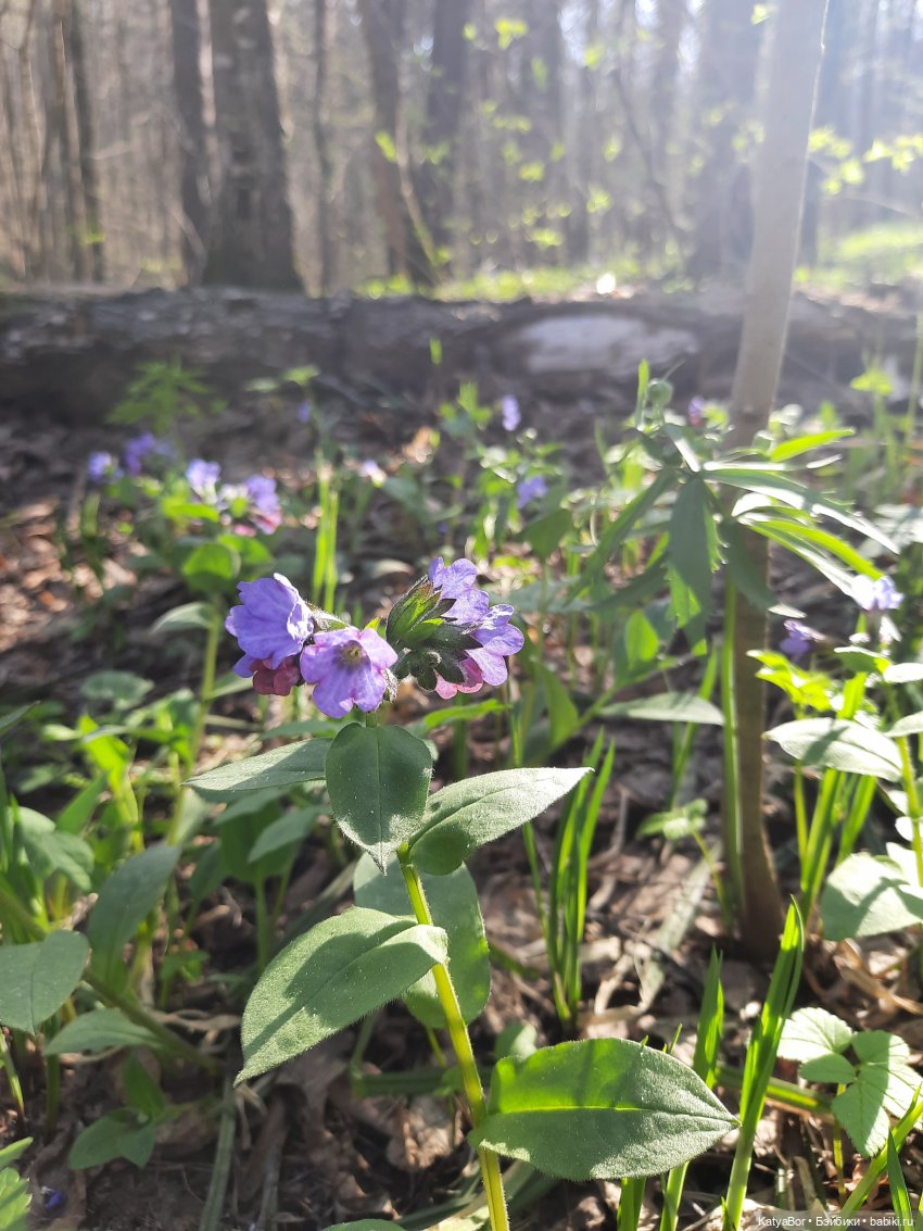 Про весну, Басика, ежика — Куклы Копытки (Schalkau) ГДР: винтаж
