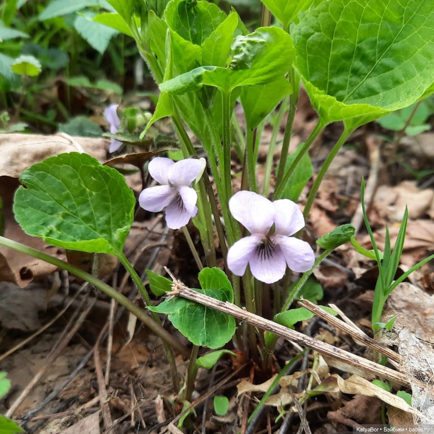 Про весну, Басика, ежика — Куклы Копытки (Schalkau) ГДР: винтаж