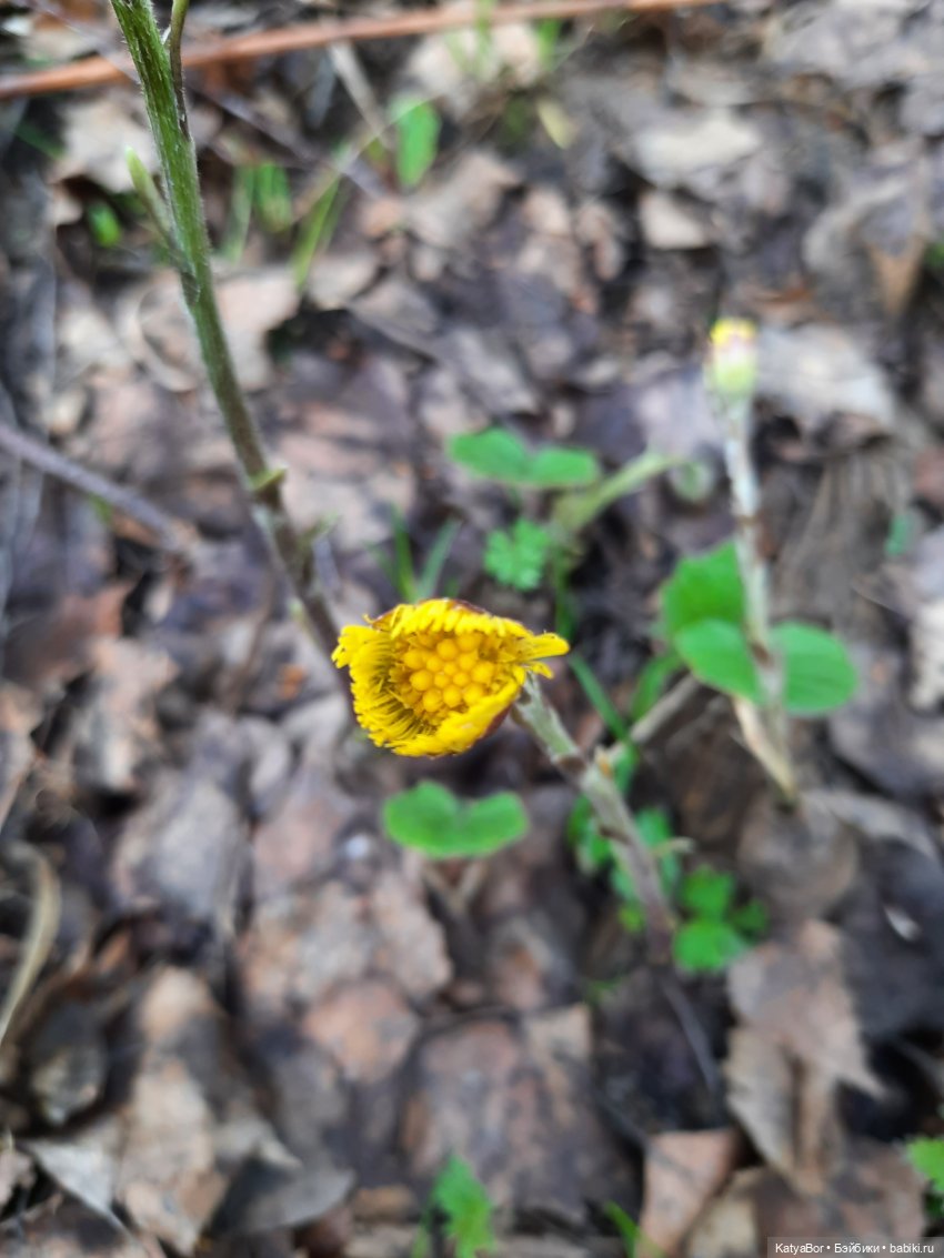 Про весну, Басика, ежика — Куклы Копытки (Schalkau) ГДР: винтаж (фото 3)