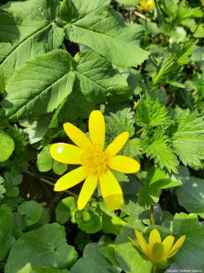 Про весну, Басика, ежика — Куклы Копытки (Schalkau) ГДР: винтаж (фото 7)