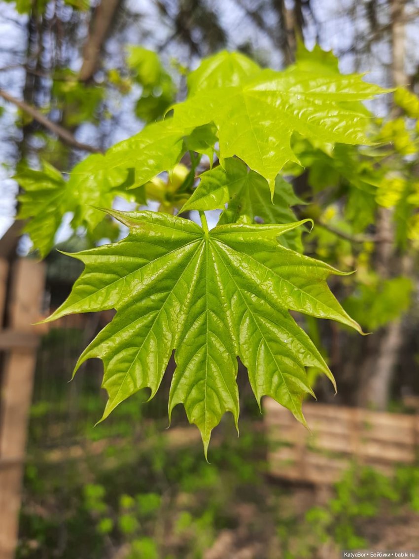 Про весну, Басика, ежика — Куклы Копытки (Schalkau) ГДР: винтаж