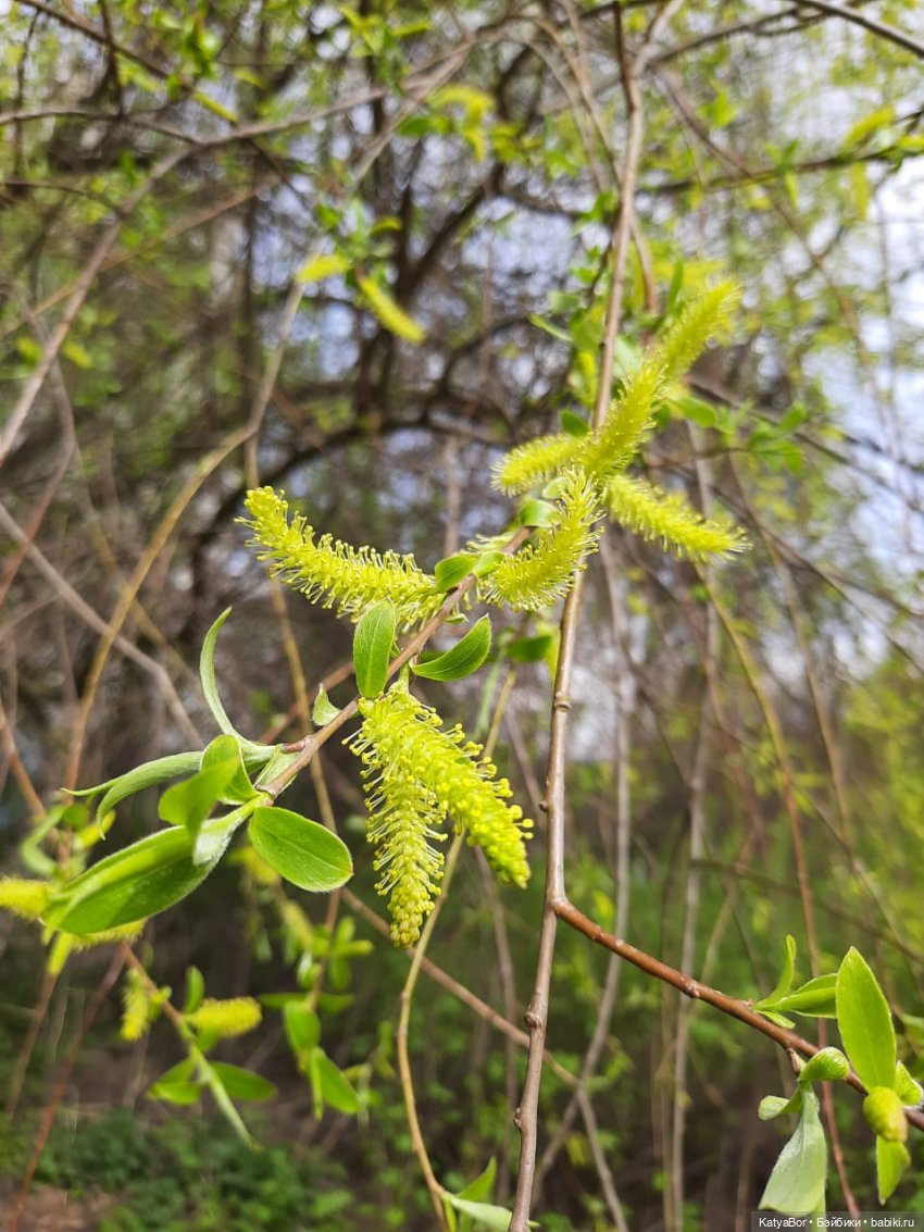 Про весну, Басика, ежика — Куклы Копытки (Schalkau) ГДР: винтаж