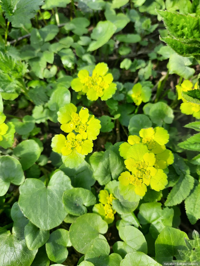 Про весну, Басика, ежика — Куклы Копытки (Schalkau) ГДР: винтаж (фото 6)