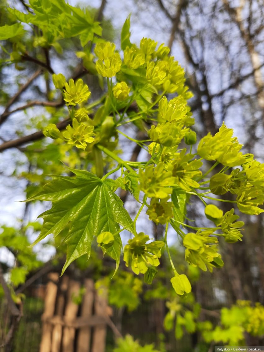 Про весну, Басика, ежика — Куклы Копытки (Schalkau) ГДР: винтаж