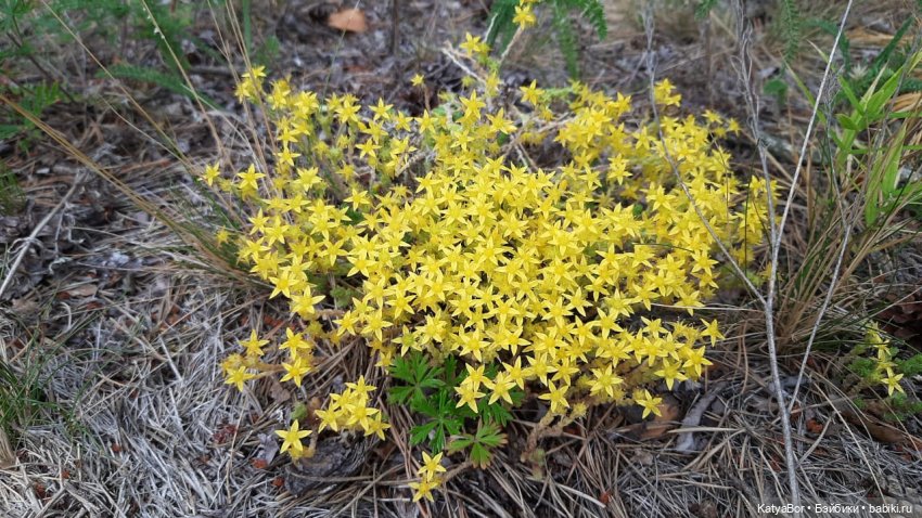 Держим курс на Валаам. Путевые заметки с борта теплохода о путешествии с детьми и куклами. Дни 4-5