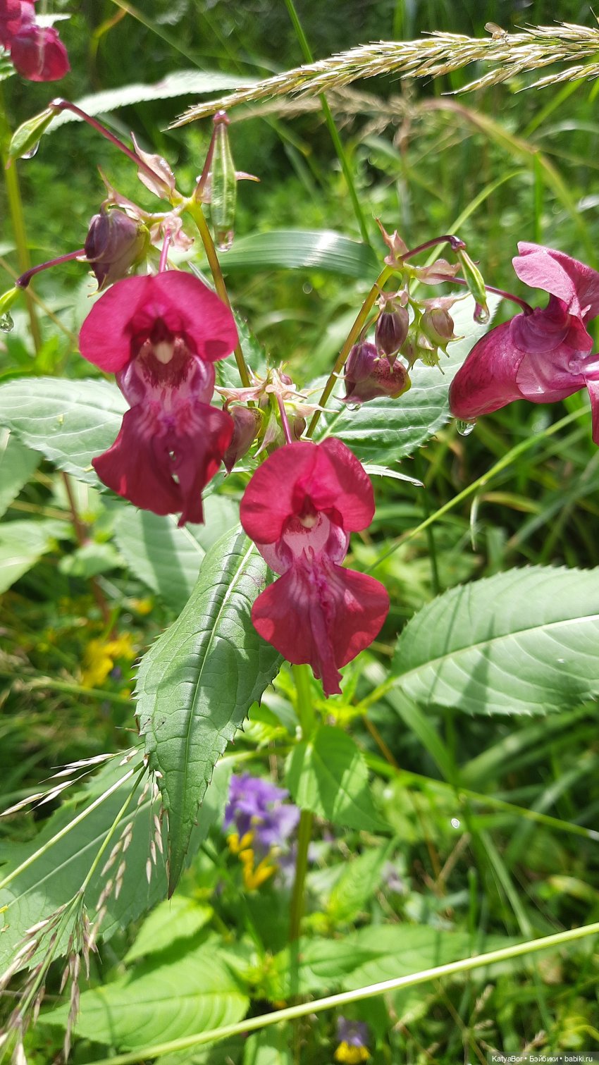 Лесное, грибное, Женькино (фото 3)