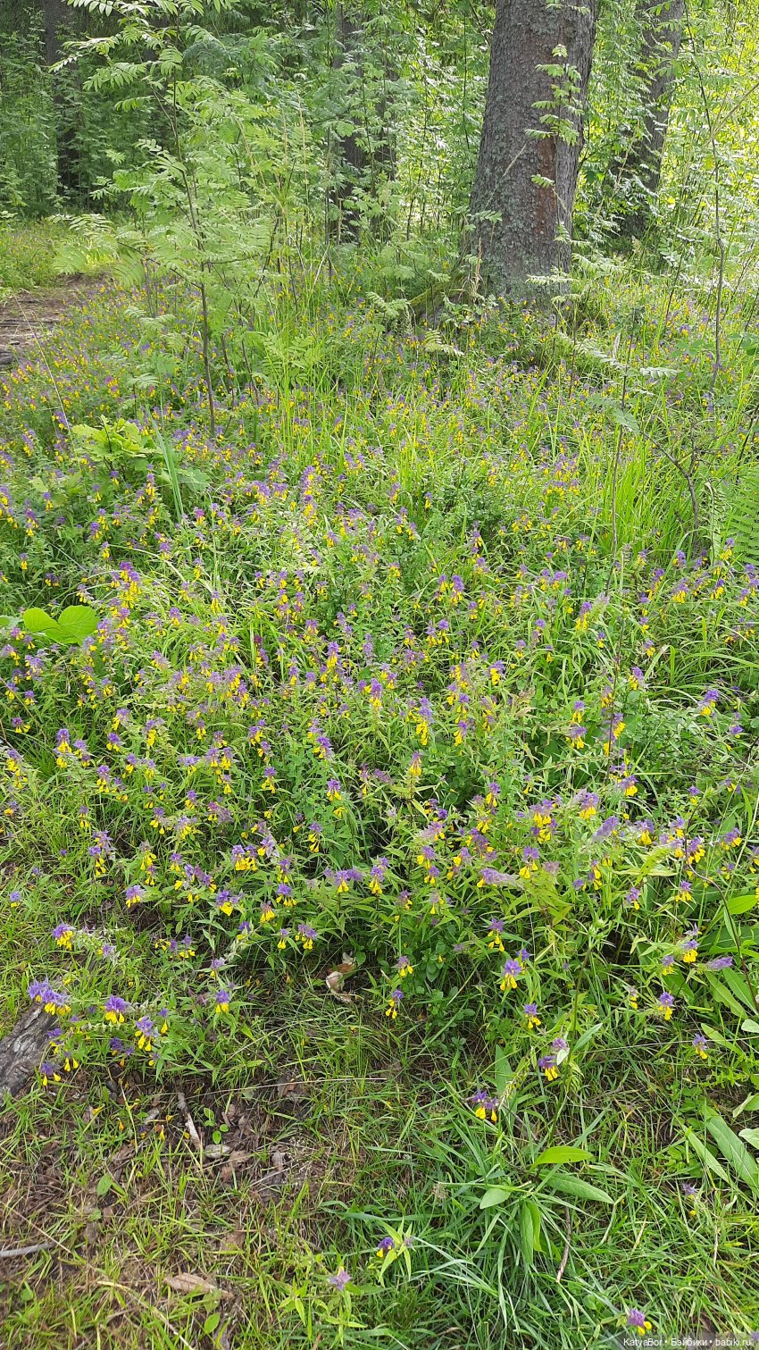 Лесное, грибное, Женькино (фото 4)