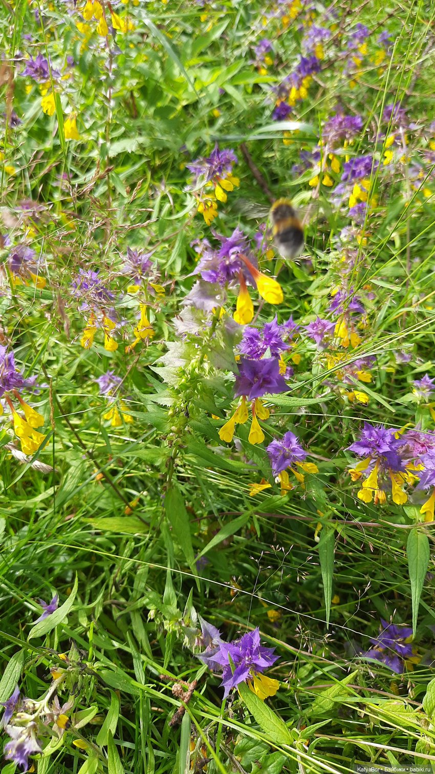 Лесное, грибное, Женькино