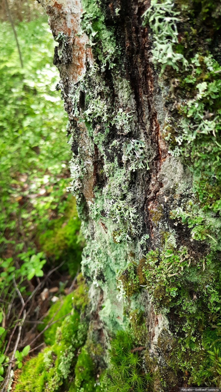 Лесное, грибное, Женькино (фото 5)