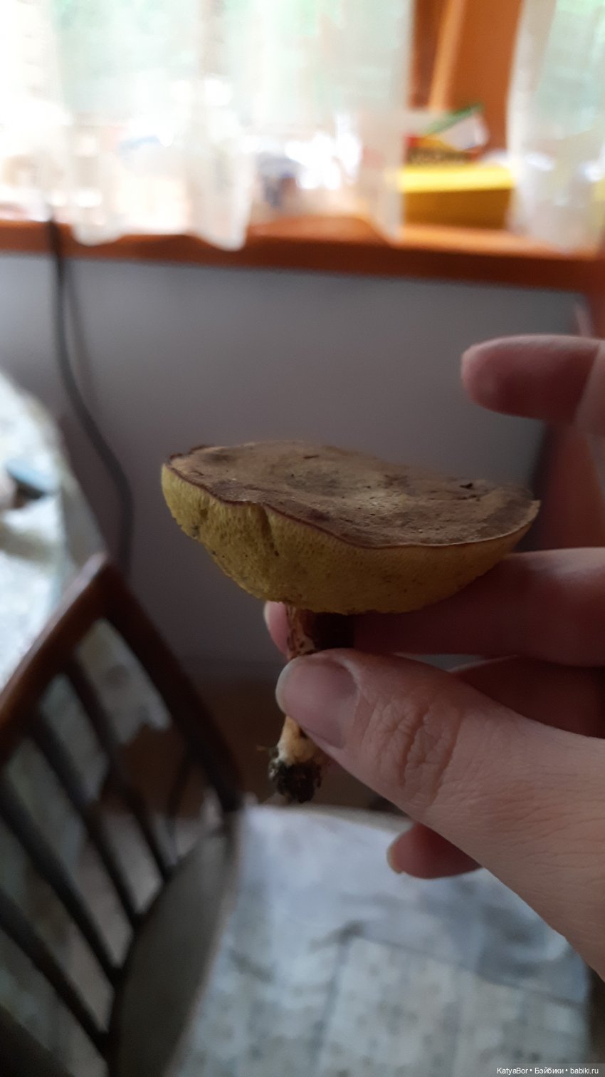 Лесное, грибное, Женькино (фото 10)