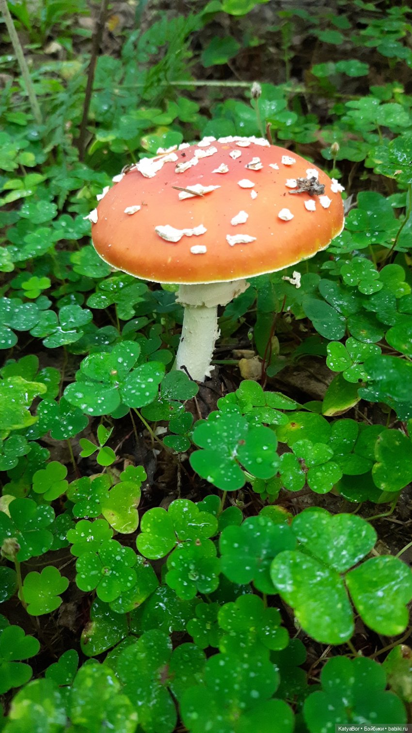 Лесное, грибное, Женькино