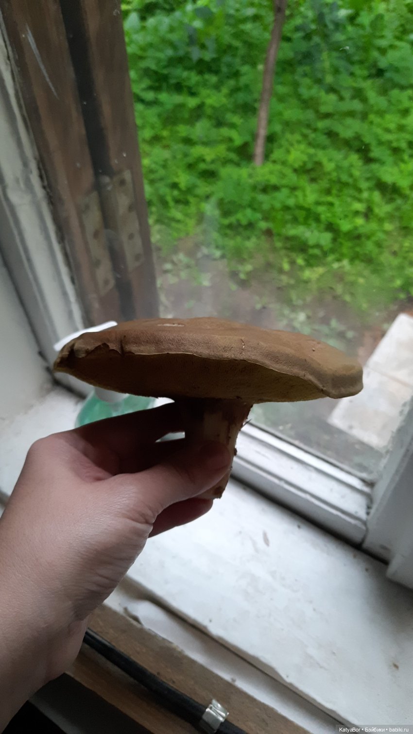 Лесное, грибное, Женькино