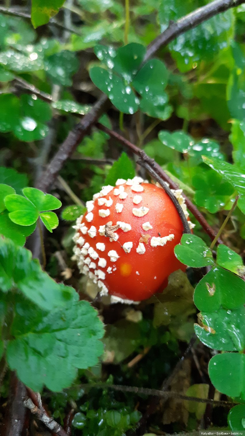 Лесное, грибное, Женькино