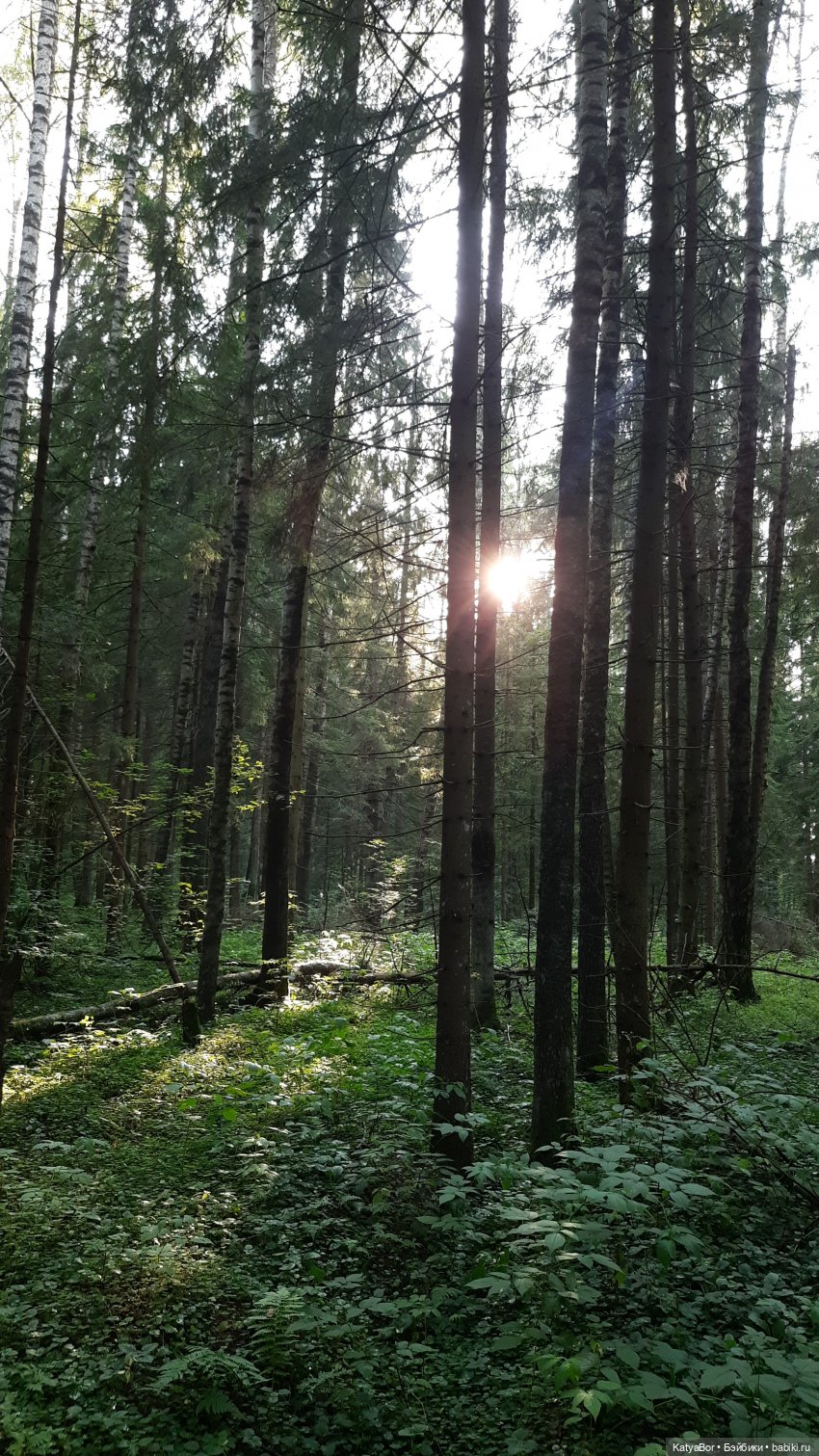 Лесное, грибное, Женькино